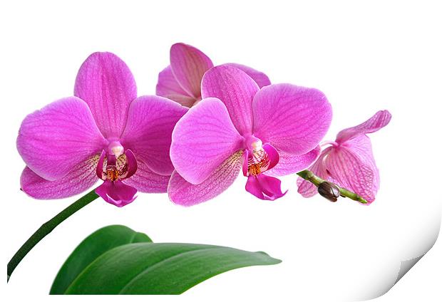 Bright Pink Orchid Print by Diana Mower