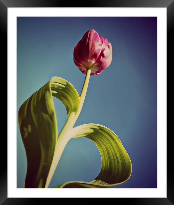 Pink Tulip 2. Framed Mounted Print by Rosanna Zavanaiu