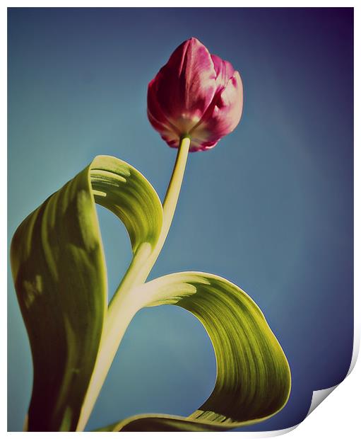 Pink Tulip 2. Print by Rosanna Zavanaiu