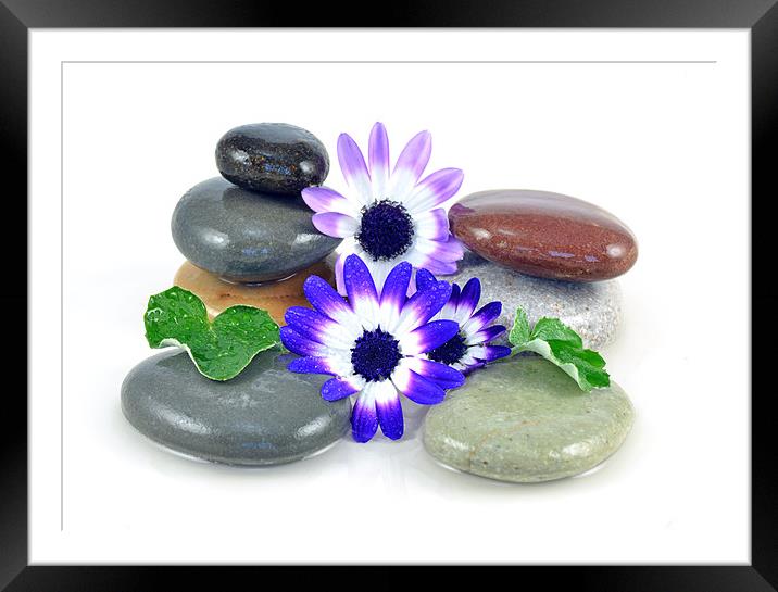 Zen Stones and Flowers Framed Mounted Print by Diana Mower