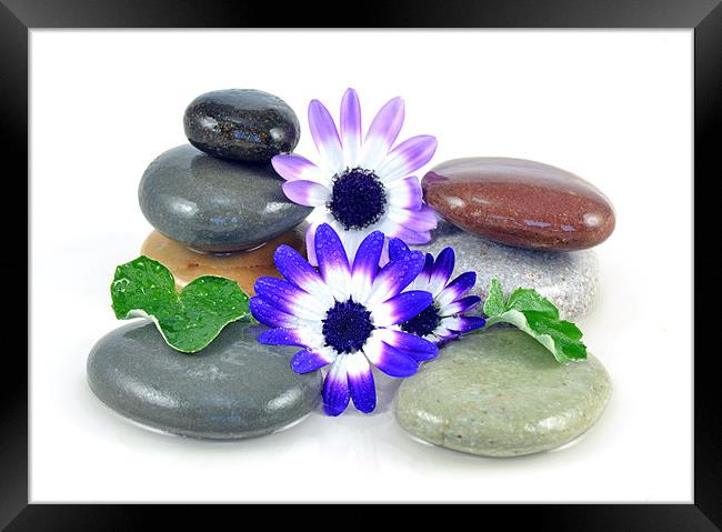 Zen Stones and Flowers Framed Print by Diana Mower