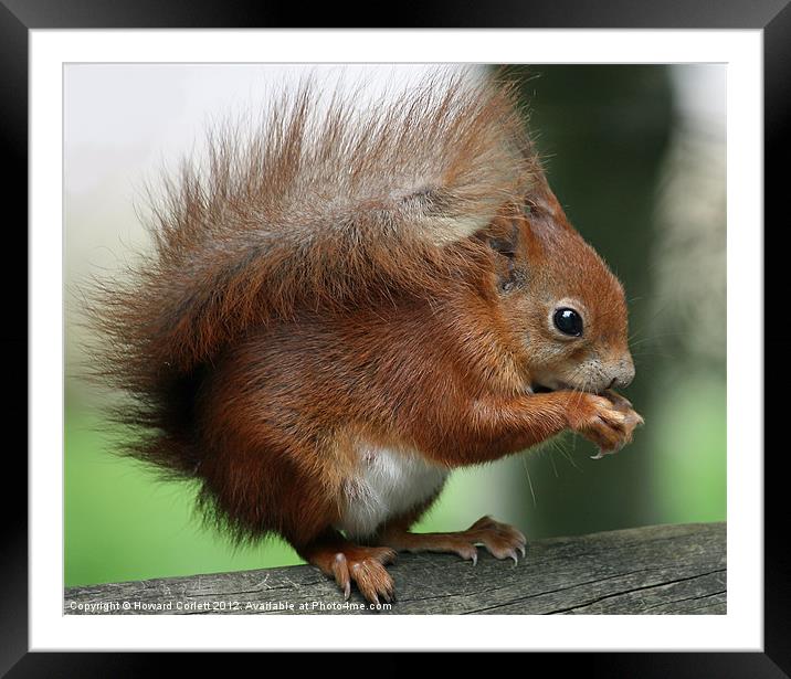 Red squirrel Framed Mounted Print by Howard Corlett
