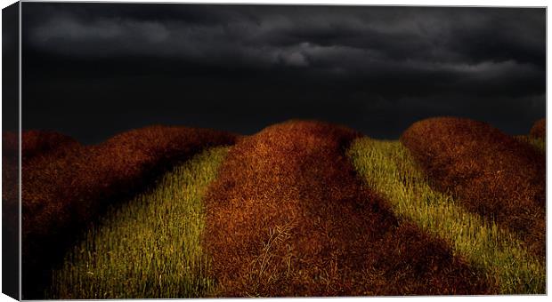 Lines in the fields Canvas Print by Robert Fielding