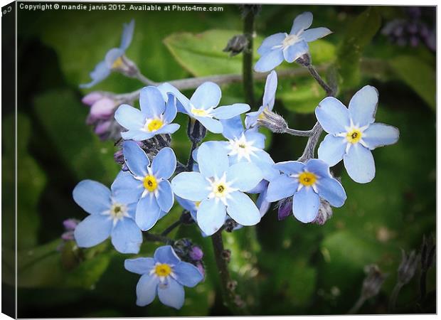 Forget-me-not forever Canvas Print by Mandie Jarvis