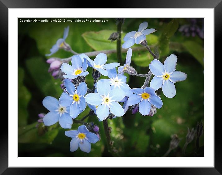 Forget-me-not forever Framed Mounted Print by Mandie Jarvis