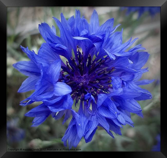 Cornflower blues Framed Print by Mandie Jarvis