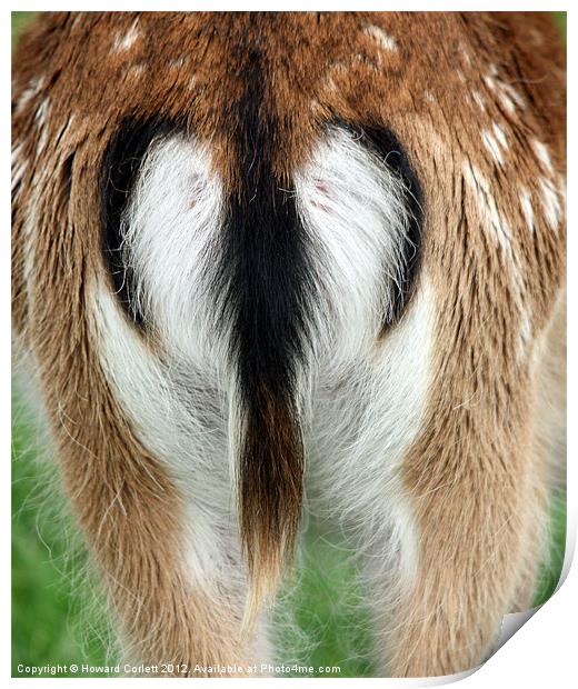 Fallow deer rear Print by Howard Corlett