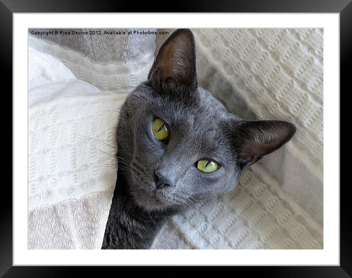 Cat Nap Framed Mounted Print by Fine art by Rina