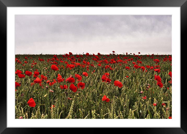 Poppy field, Kent Framed Mounted Print by Dawn Cox