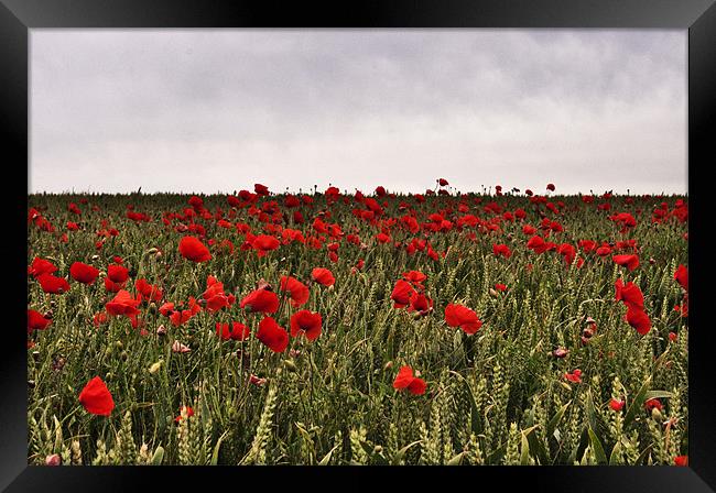 Poppy field, Kent Framed Print by Dawn Cox
