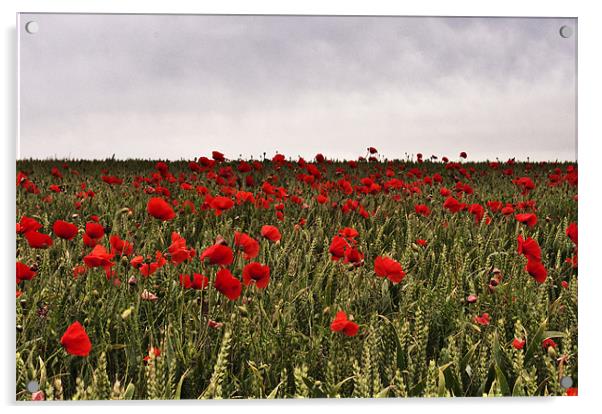 Poppy field, Kent Acrylic by Dawn Cox