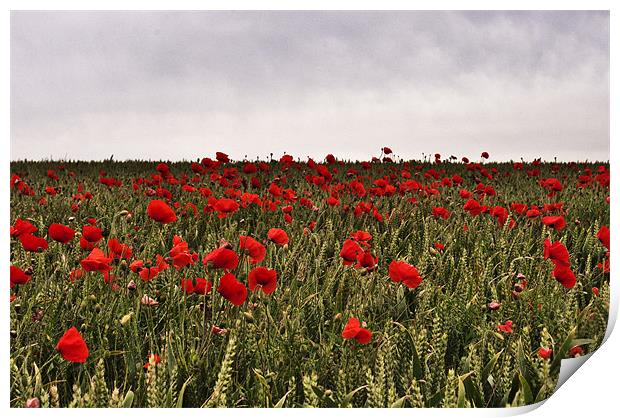 Poppy field, Kent Print by Dawn Cox