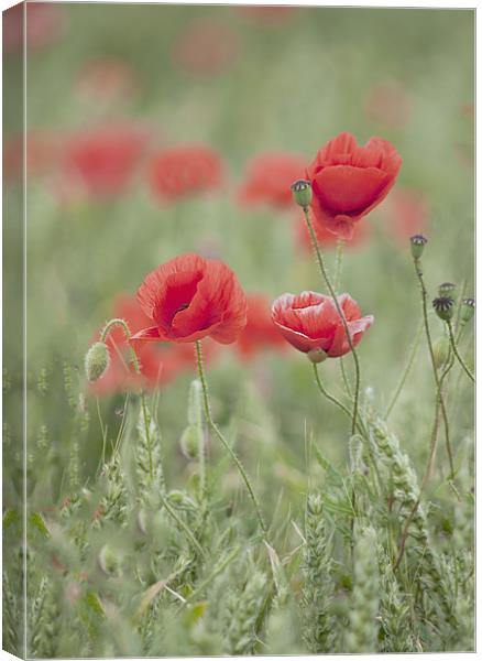 soft focus poppies Canvas Print by Dawn Cox