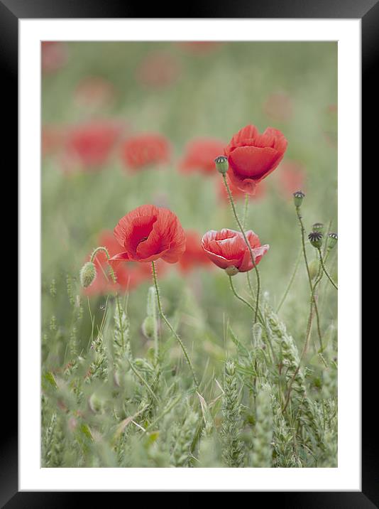 soft focus poppies Framed Mounted Print by Dawn Cox