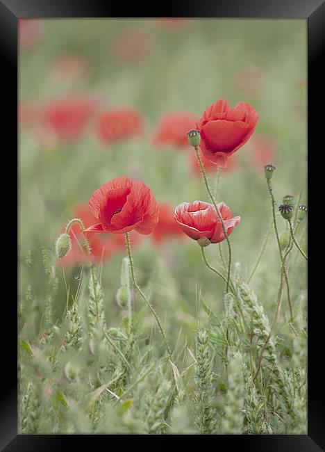 soft focus poppies Framed Print by Dawn Cox