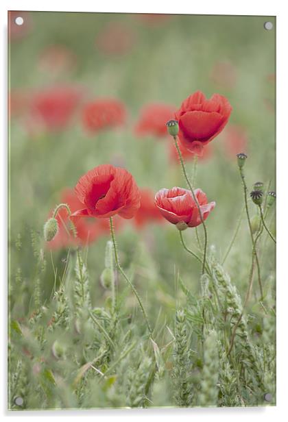 soft focus poppies Acrylic by Dawn Cox