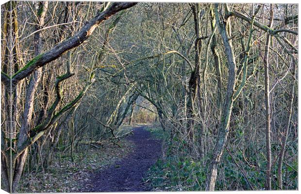 Path through the woods Canvas Print by Tony Murtagh