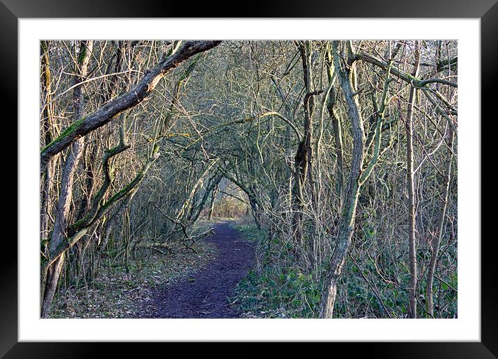 Path through the woods Framed Mounted Print by Tony Murtagh