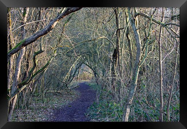 Path through the woods Framed Print by Tony Murtagh