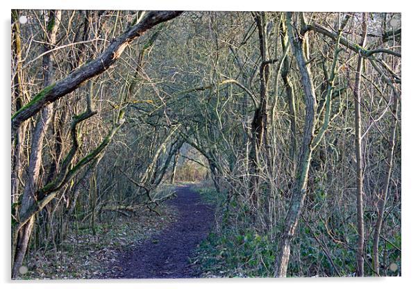 Path through the woods Acrylic by Tony Murtagh