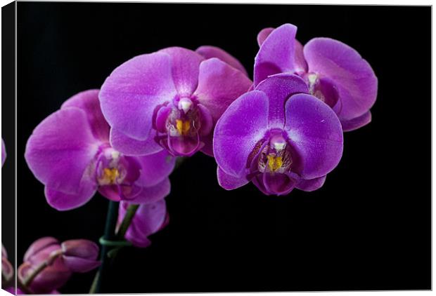 Purple Orchid Canvas Print by Jackie McKeever