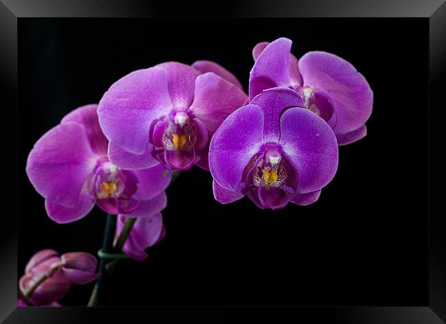 Purple Orchid Framed Print by Jackie McKeever