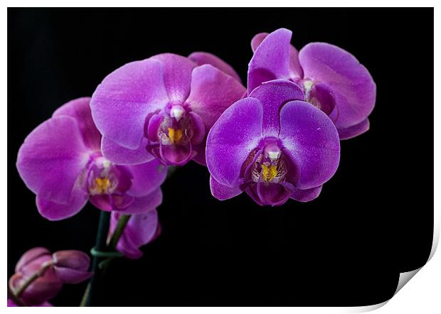 Purple Orchid Print by Jackie McKeever