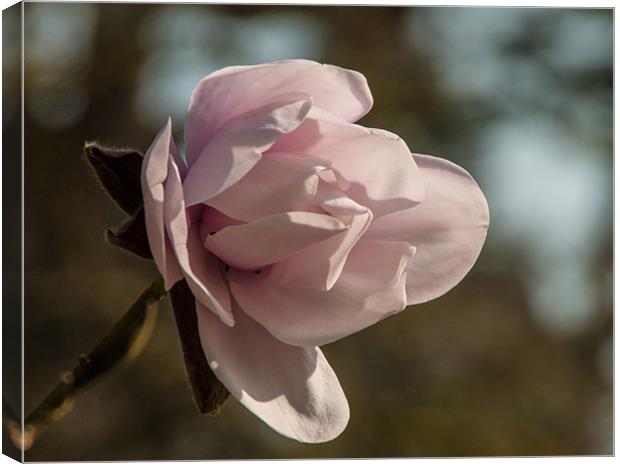 Pink magnolia bloom in spring Canvas Print by Jackie McKeever