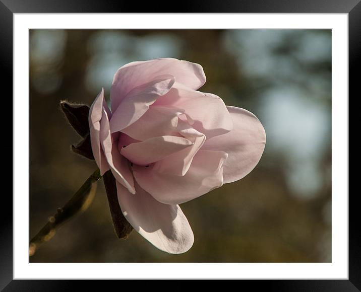 Pink magnolia bloom in spring Framed Mounted Print by Jackie McKeever