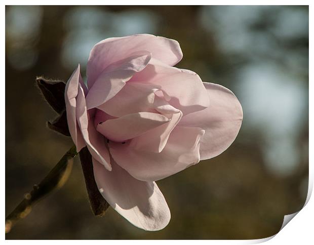 Pink magnolia bloom in spring Print by Jackie McKeever