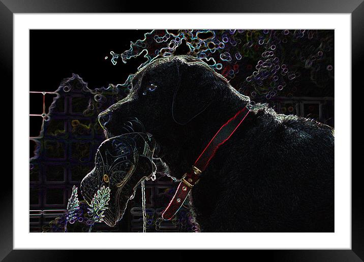 Glowing Labrador Framed Mounted Print by Claire McQueen