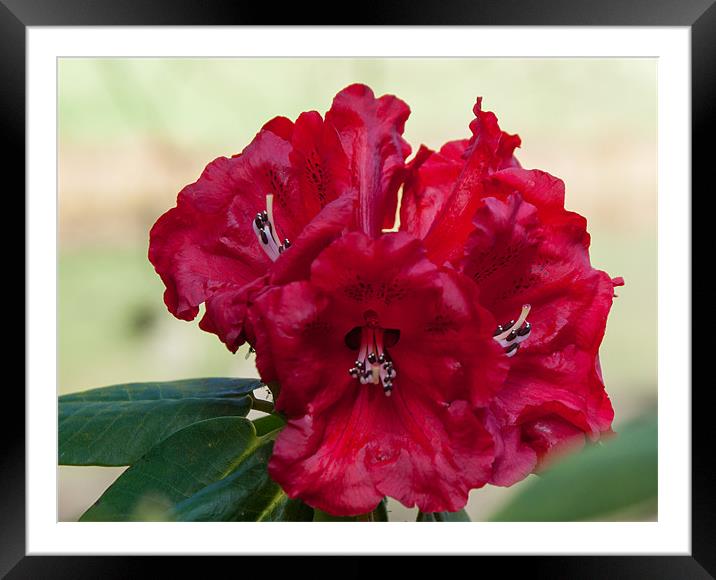 Red Rhododendron in spring Framed Mounted Print by Jackie McKeever