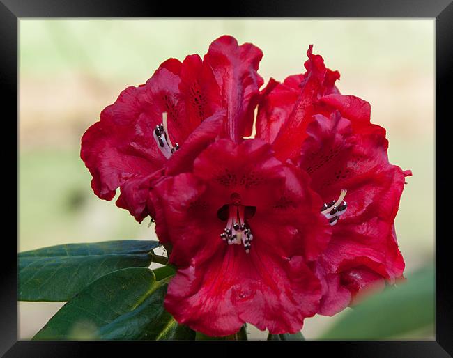 Red Rhododendron in spring Framed Print by Jackie McKeever
