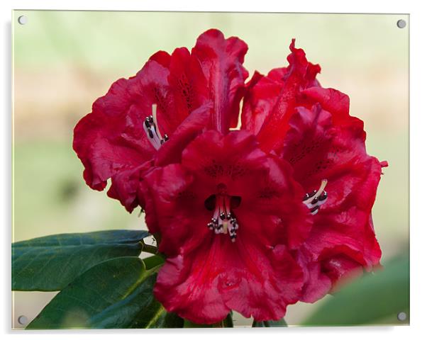 Red Rhododendron in spring Acrylic by Jackie McKeever