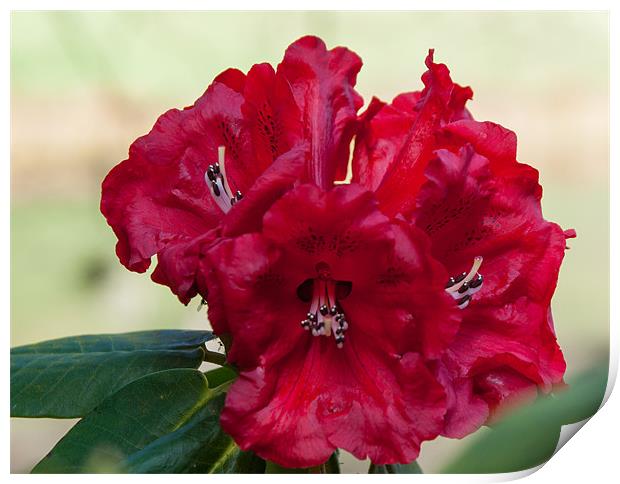 Red Rhododendron in spring Print by Jackie McKeever