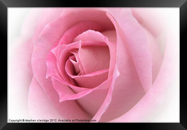 pink rose close up Framed Print by stephen clarridge