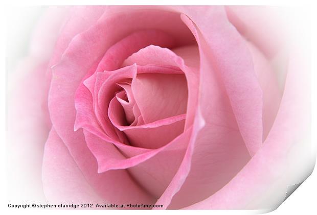 pink rose close up Print by stephen clarridge
