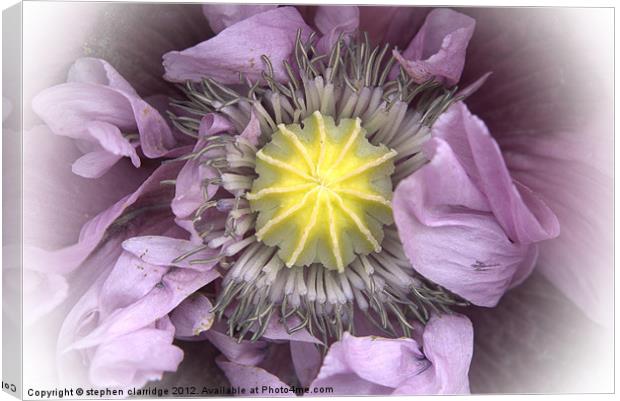 purple poppy close up Canvas Print by stephen clarridge