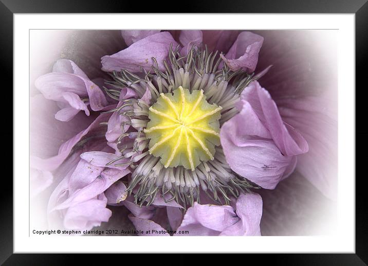 purple poppy close up Framed Mounted Print by stephen clarridge