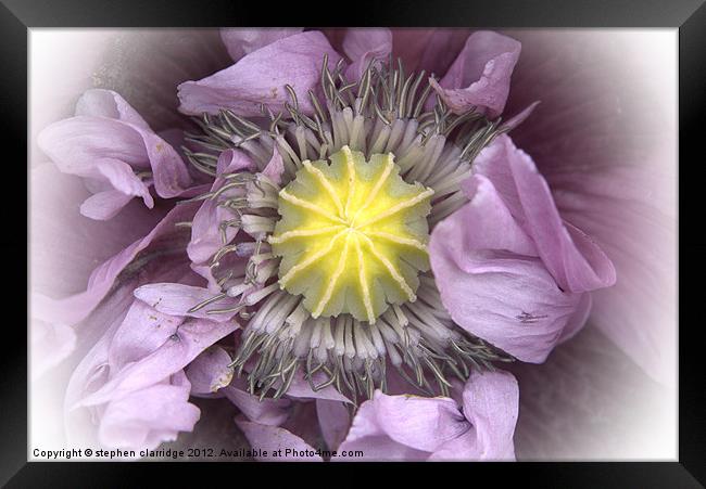 purple poppy close up Framed Print by stephen clarridge