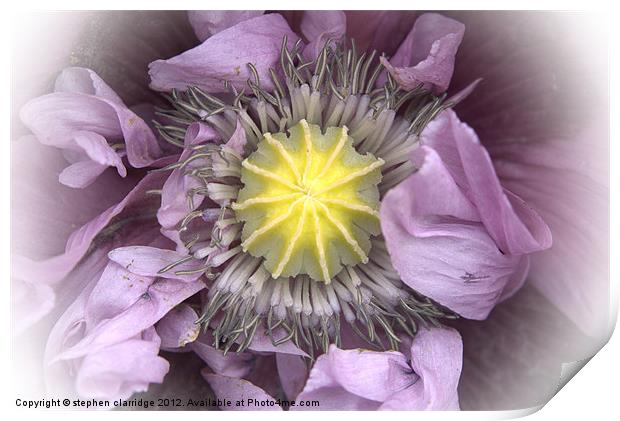 purple poppy close up Print by stephen clarridge