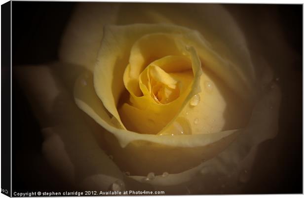 yellow rose close up Canvas Print by stephen clarridge