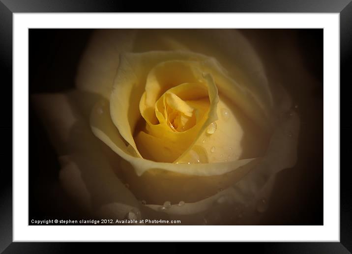 yellow rose close up Framed Mounted Print by stephen clarridge