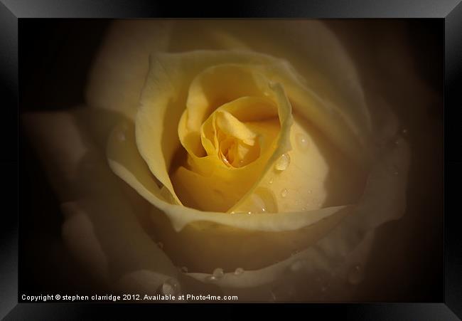 yellow rose close up Framed Print by stephen clarridge