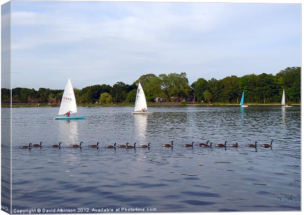 ALL IN A ROW Canvas Print by David Atkinson