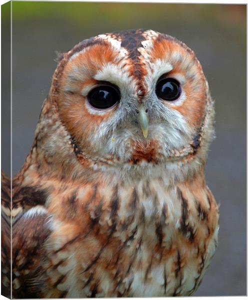 Owl Canvas Print by David Worthington