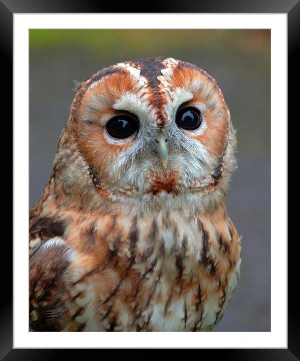 Owl Framed Mounted Print by David Worthington
