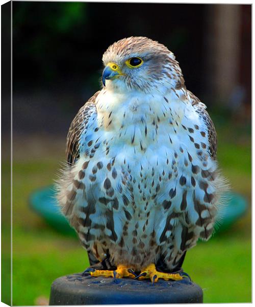 Falconry 2 Canvas Print by David Worthington