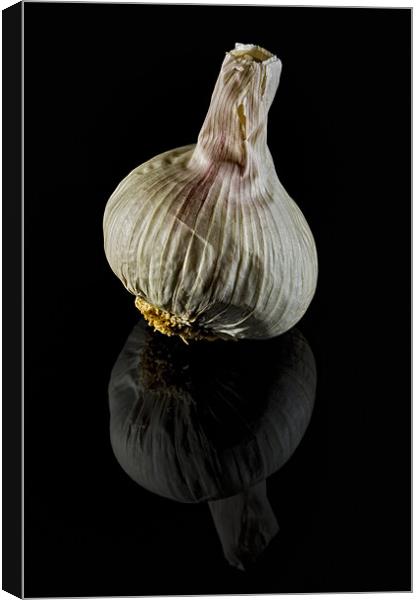 Garlic Bulb on Black Canvas Print by Steven Clements LNPS