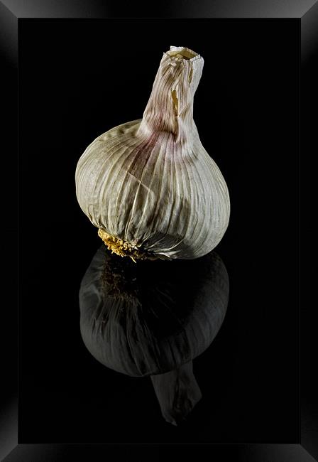 Garlic Bulb on Black Framed Print by Steven Clements LNPS